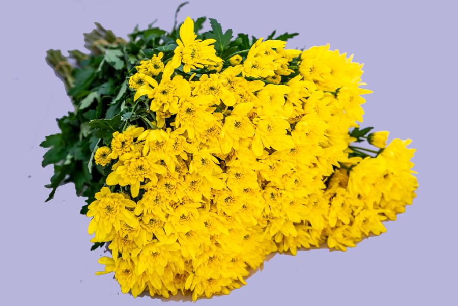 Zembla yellow (2)